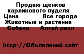 Продаю щенков карликового пуделя › Цена ­ 2 000 - Все города Животные и растения » Собаки   . Алтай респ.